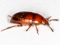 Leiodes cinnamomea